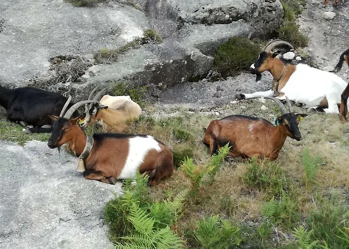 Prázdninový dům Casinha Do Joao No Geres